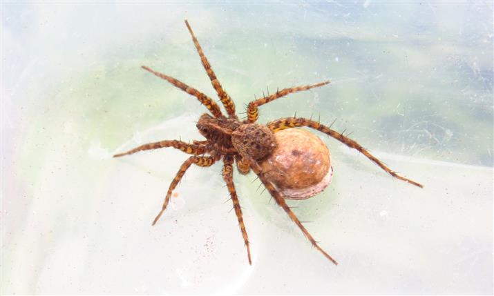 Lycosidae: Pardosa sp. - Costa de Caparica (Portogallo)